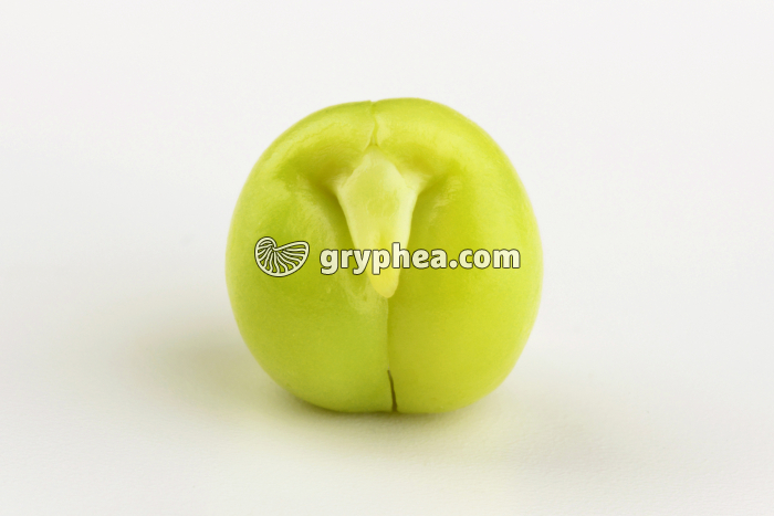 Pois - Graine de Pois avec embryon - gryphea.com